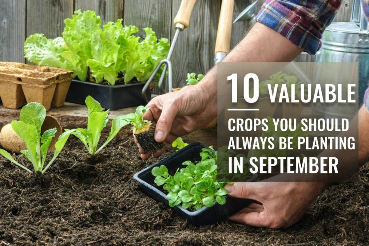 10 Best Crops to Plant in September for a Winter Harvest