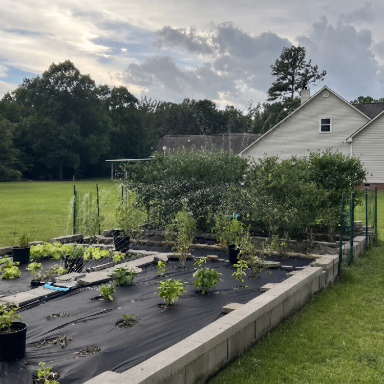 Fruit trees with targeted irrigation for better growth and water efficiency