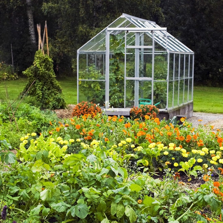 Greenhouse plants supported by automatic irrigation and smart watering system