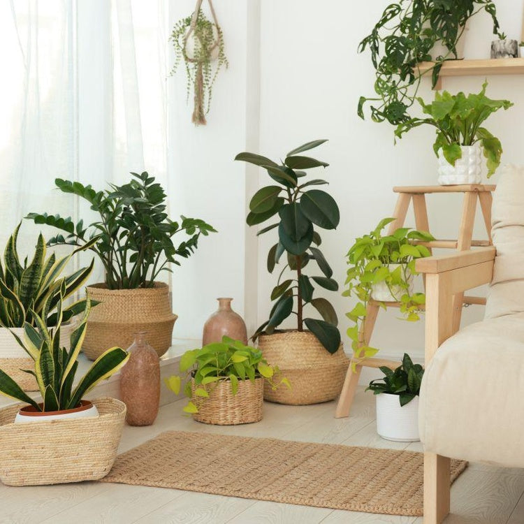 Indoor plants with smart watering solution for easy plant care