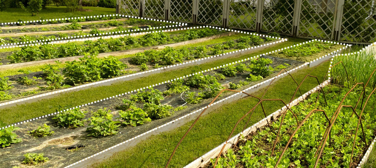 Large vegetable garden drip irrigation system watering plants evenly