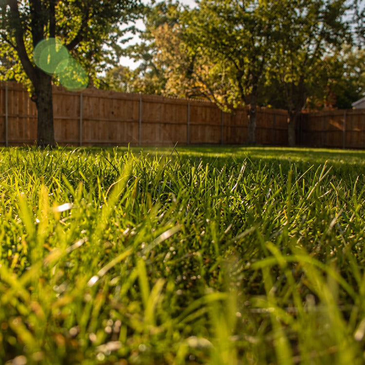 Healthy green lawn maintained with automatic lawn irrigation system