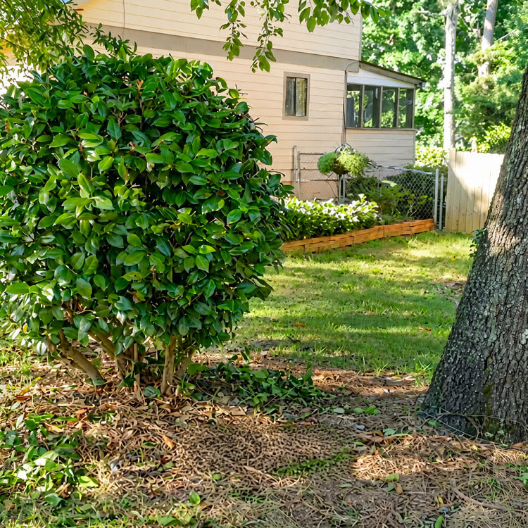 Garden shrubs maintained with reliable landscape watering system