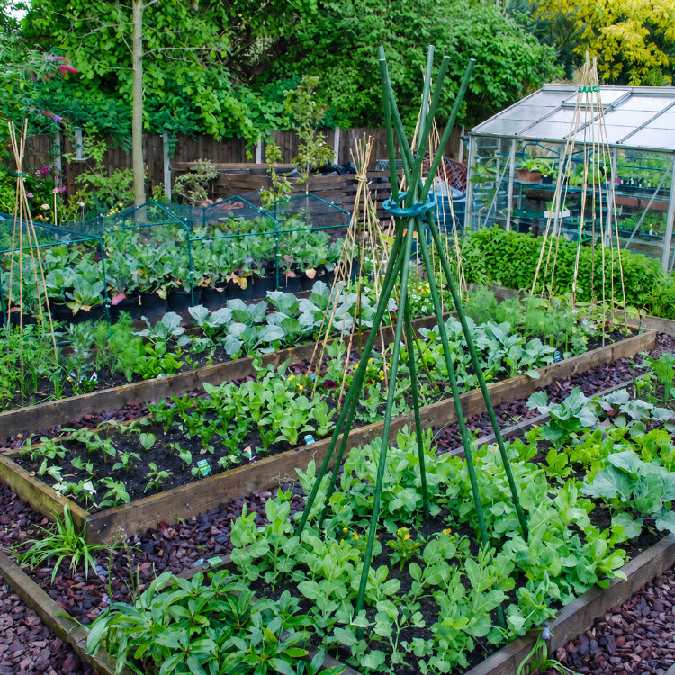 Fresh vegetable plants growing with garden irrigation and water management
